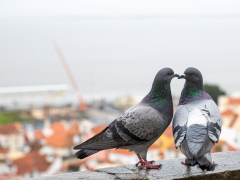 Ein Taubenpärchen auf einer Fensterbank, im Hintergrund ist eine Stadt zu sehen